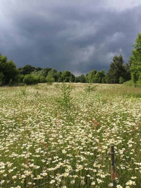 Patchings Art Centre